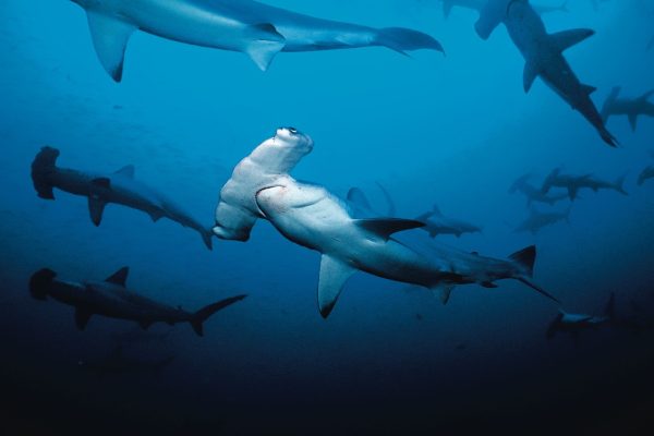 Hammerheads